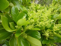 Griselinia lucida