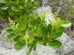 Griselinia lucida