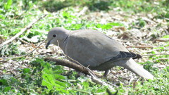 Streptopelia decaocto