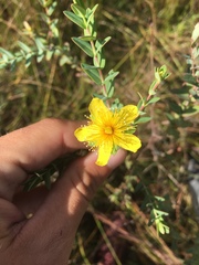 Hypericum myrtifolium