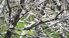 Ficedula semitorquata