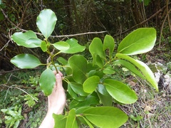 Griselinia lucida