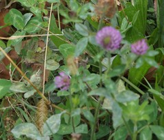 Trifolium pratense