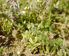 Draba praecox