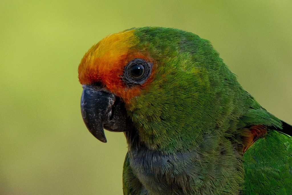 Golden Parakeet (Guaruba guarouba) photo