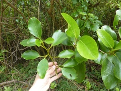 Griselinia lucida