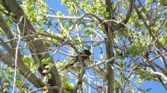 Fringilla montifringilla