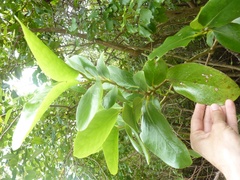 Griselinia lucida