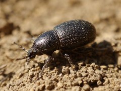 Psallidium maxillosum