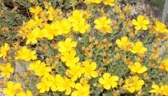 Hypericum olympicum