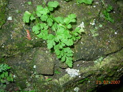 Cryptogramma stelleri