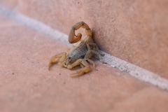 Centruroides infamatus