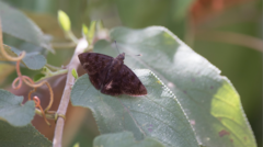 Pellicia arina