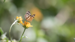 Anthanassa drusilla lelex