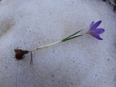 Crocus versicolor