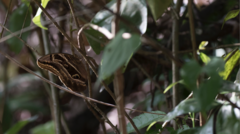 Eryphanis aesacus