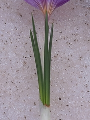 Crocus versicolor