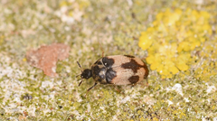 Attagenus bifasciatus