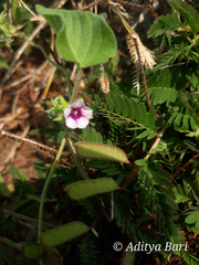 Ipomoea eriocarpa