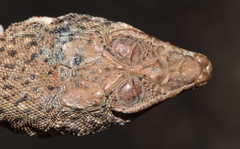 Spotted Sand Lizard photo 4