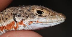 Spotted Sand Lizard photo 5