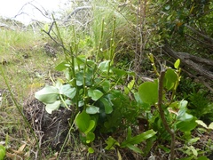 Griselinia lucida