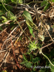 Ipomoea eriocarpa