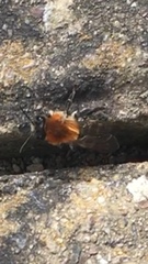 Andrena nitida
