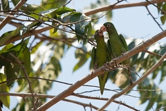 Brotogeris chrysoptera