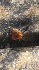 Andrena nitida