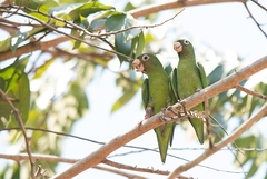 Brotogeris chrysoptera