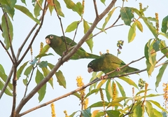 Brotogeris chrysoptera