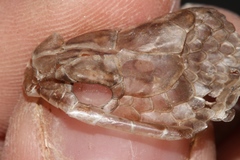 Psammophis notostictus