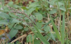 Poaceae