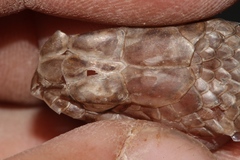 Psammophis notostictus