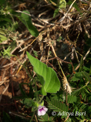 Ipomoea eriocarpa