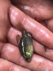 Enneacanthus gloriosus