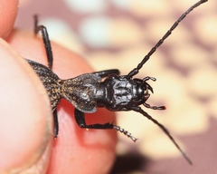 Gonogenia rugosopunctata