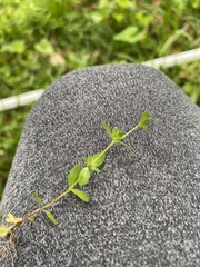 Veronica arvensis