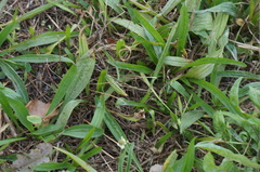 Plantago lanceolata