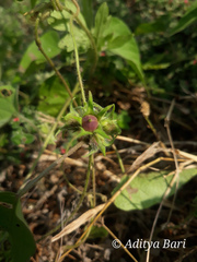 Ipomoea eriocarpa