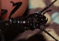 Gonogenia rugosopunctata