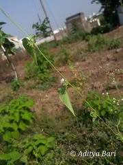 Ipomoea eriocarpa