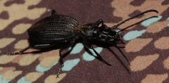 Gonogenia rugosopunctata