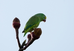 Brotogeris sanctithomae