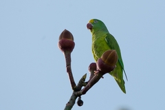 Brotogeris sanctithomae