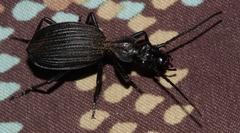 Gonogenia rugosopunctata