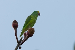 Brotogeris sanctithomae