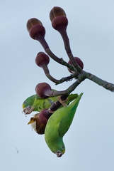 Brotogeris sanctithomae