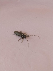 Agapanthia annularis